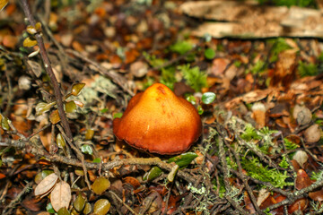 orange cap boletus
