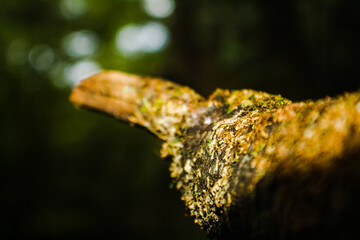 golden fish on a branch