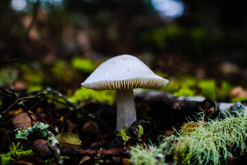 mushroom in the forest