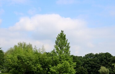 Obraz premium 初夏 森 空 風景 爽やか