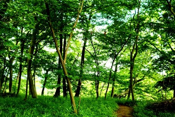 Obraz premium 緑 森 道 雨上がり 爽やか 光 風景 茨城