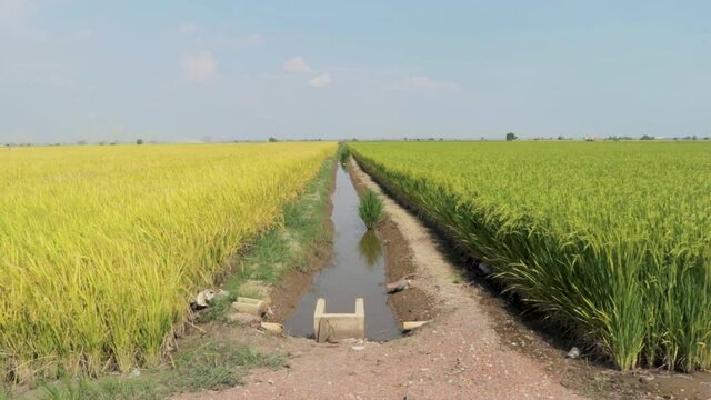 Paddy rice field with river. A left hand side is mature paddy rice and right hand side is unmatured paddy rice.