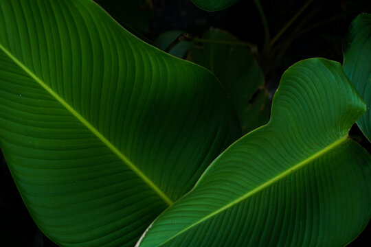 Tropical green banana taro leaf. fresh summer background concept
