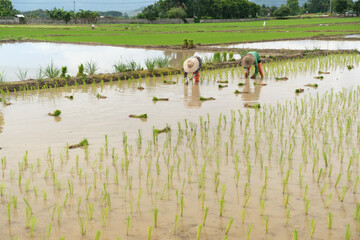 Two farmers are planting rice in the field.People wearing orange rubber shoes to work outdoors.Put a straw hat on the head to cover the sun.transplant rice seedlings.