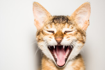 Sleepy kitten with mouth open in a giant yawn