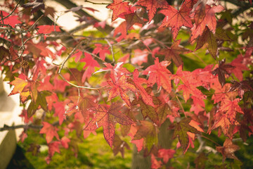 nature background.beauty of maple leave in autumn .