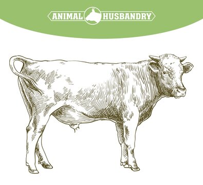 breeding cow. animal husbandry. livestock illustration on a white
