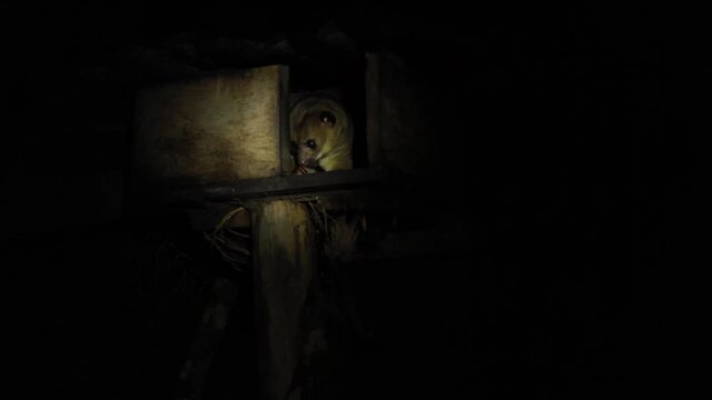 A kinkajou, potus flavus, sticking his head out a small wooden house at the start of the night
