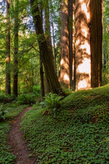 Coastal Redwoods in Redwoods National and State Parks