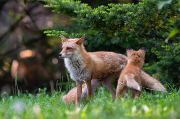 キタキツネの親子