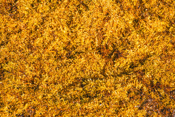 A close-up of Sargassum Seaweed at Miami Beach shores