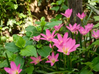 pink and white flowers