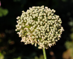 close up of a white leek plant flower