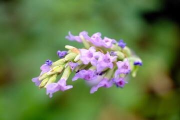 Flower of red holy Basil against a green natural out of focus background. High quality photo