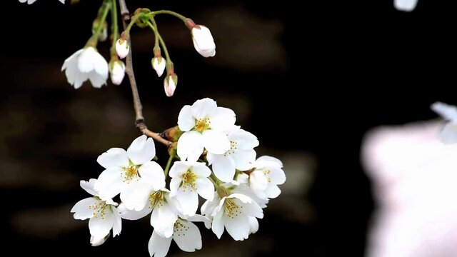 満開に咲きそろったちょうど見ごろのサクラ、ネットでお花見