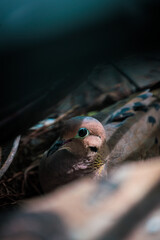 New York City pigeon sitting on fire escape