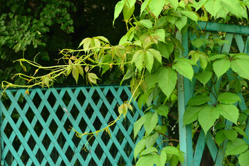 Wet wild grape leaves background and texture.