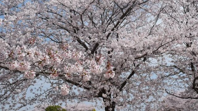 満開に咲きそろったちょうど見ごろのサクラ、ネットでお花見