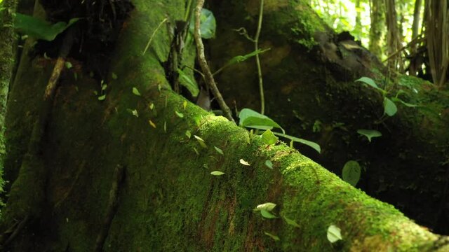 Close up of a line of leaf cutter ants, atta laevigata, walking over a tree trunk that is cover in moss while carrying bits of leaves on their backs
