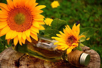 sonnenblumen  &ouml;l