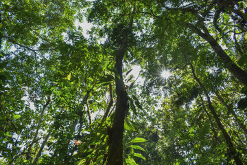 Fototapeta premium Tropical Forest. Puerto Quito-Ecuador.