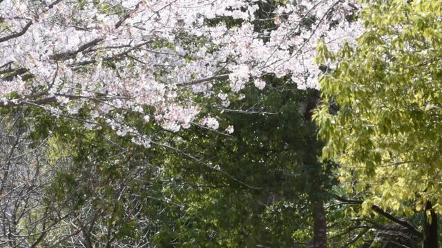 満開に咲きそろったちょうど見ごろのサクラ、ネットでお花見