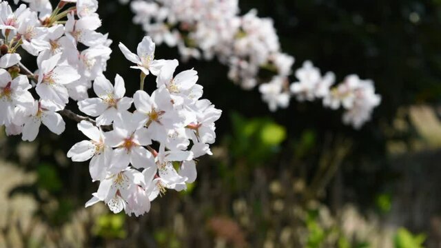 満開に咲きそろったちょうど見ごろのサクラ、ネットでお花見