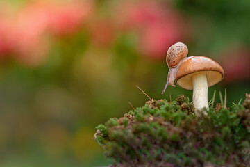 One small and purposeful snail crawls down from the mushroom to the grass.