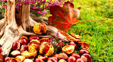 kastanien herbststimmung