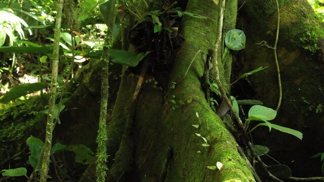 Line of leaf cutter ants, atta laevigata, walking over a tree trunk that is cover in moss while carrying bits of leaves on their backs
