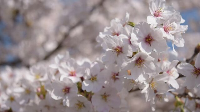 満開に咲きそろったちょうど見ごろのサクラ、ネットでお花見