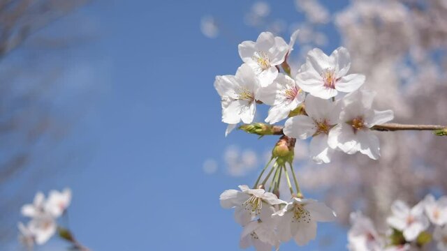 満開に咲きそろったちょうど見ごろのサクラ、ネットでお花見