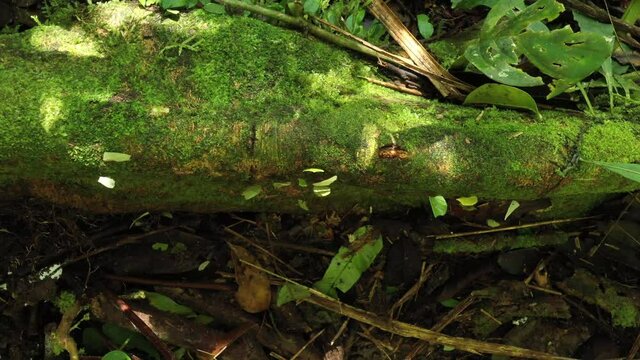 Bird eye view of leaf cutter ants, atta leavigata, that are walking over a mossbed while carrying leaves on their backs
