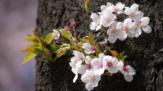 満開に咲きそろったちょうど見ごろのサクラ、ネットでお花見