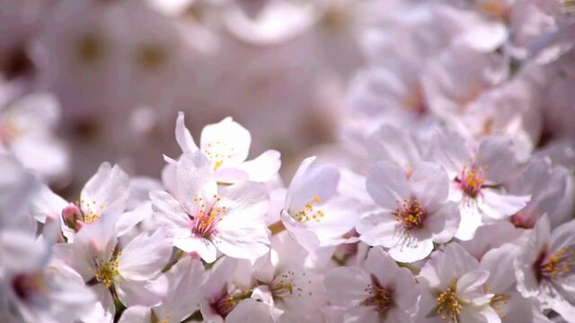 満開に咲きそろったちょうど見ごろのサクラ、ネットでお花見