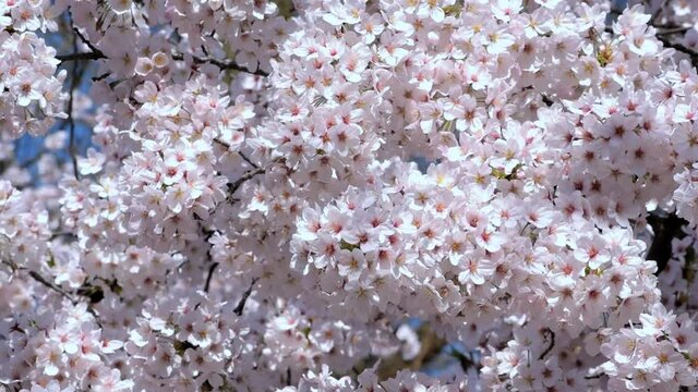 満開に咲きそろったちょうど見ごろのサクラ、ネットでお花見