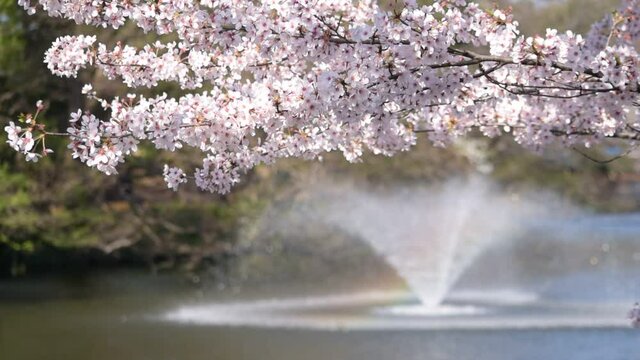 満開に咲きそろったちょうど見ごろのサクラ、ネットでお花見