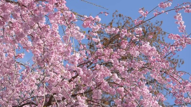 満開に咲きそろったちょうど見ごろのサクラ、ネットでお花見