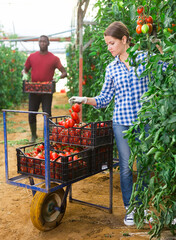 Fototapeta premium Skilled woman engaged in seasonal gardening picking fresh ripe plum tomatoes on farm