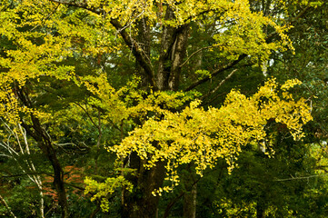 The leaves of the ginkgo tree are yellow.