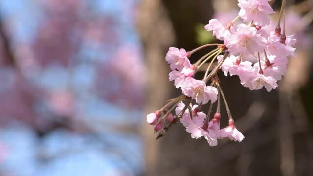 満開に咲きそろったちょうど見ごろのサクラ、ネットでお花見