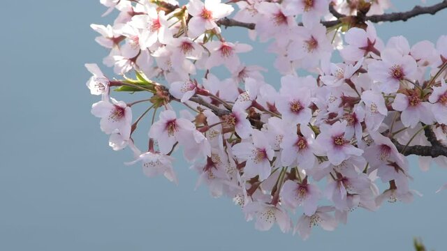 満開に咲きそろったちょうど見ごろのサクラ、ネットでお花見