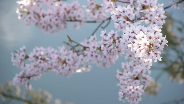満開に咲きそろったちょうど見ごろのサクラ、ネットでお花見