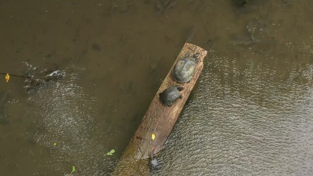 Close up of yellow spotted river turtle also called charapa or podocnemis unifilis, that are taking a sunbath on a wooden log sticking out the water while many fish are swimming below the turtles

