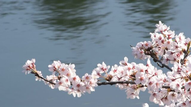 満開に咲きそろったちょうど見ごろのサクラ、ネットでお花見