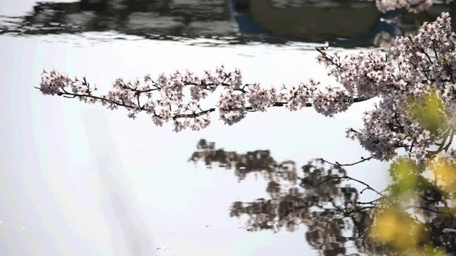 満開に咲きそろったちょうど見ごろのサクラ、ネットでお花見