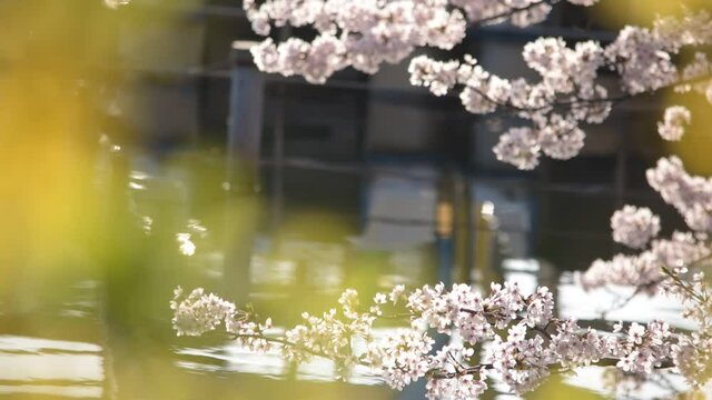 満開に咲きそろったちょうど見ごろのサクラ、ネットでお花見
