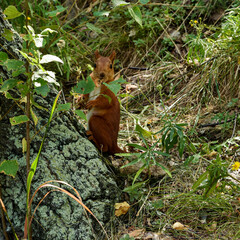 squirrel in the woods
