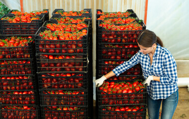 Positive woman stacking boxes with harvested tomatoes at greenhouse warehouse