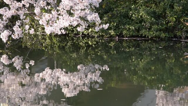 満開に咲きそろったちょうど見ごろのサクラ、ネットでお花見